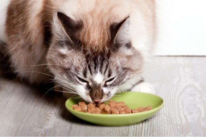 Best Can Cat Food for Sensitive Stomach