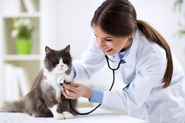 Best Cat Food for Urinary Health