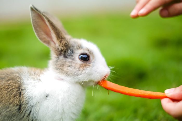 Best Vegetables and Fruits For Rabbits