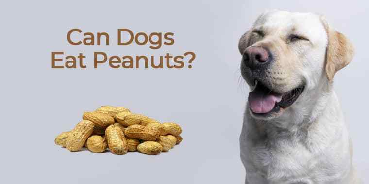 How is peanut butter good for dogs