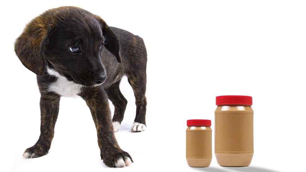 When Are Peanuts Bad For Dogs Health