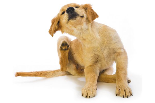 what is the best food for dogs with itchy skin