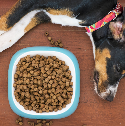 Best Inexpensive Dog Food for Large Breeds [Buyer's Guide]