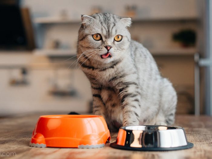 Best Senior Cat Food for Weight Gain