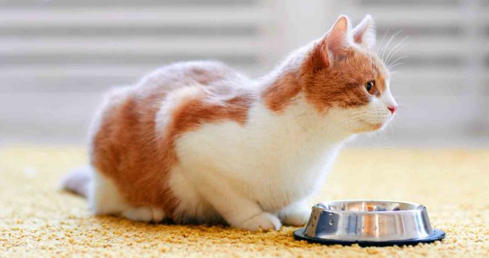 Best Dry Cat Food for Diabetic Cats