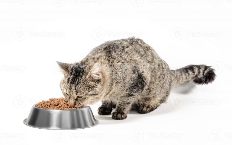 What Cat Food Is Best