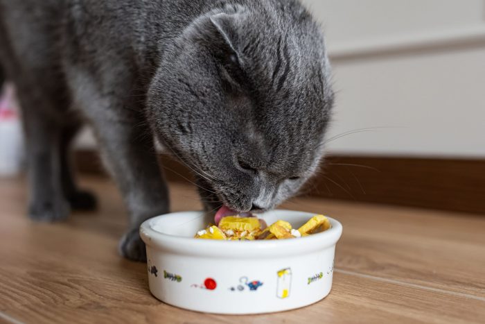 What Is the Best Canned Cat Food